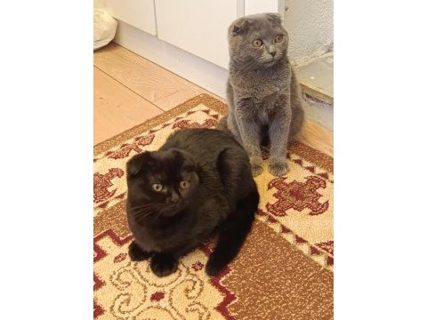 3 aylık scottish fold yavrular sahiplendirilecektir