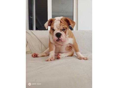 Orijinal ırk english bulldog bebeklerim