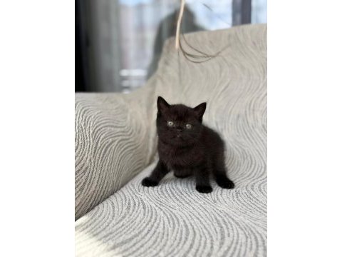 Gri british shorthair yavrular