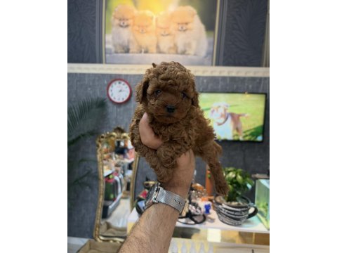 Orjinal toy poodle yavrular