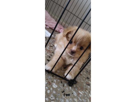 Latte tadında maltipoo