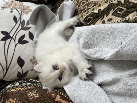 British longhair 2 aylık yavru