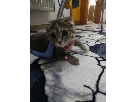 Acil ücretli sahiplendirme scottish fold