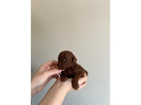 Kore red brown toy poodle yavruları