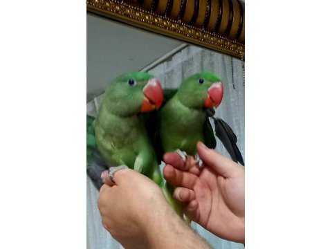 Bebek alexander yeme düştu evcil