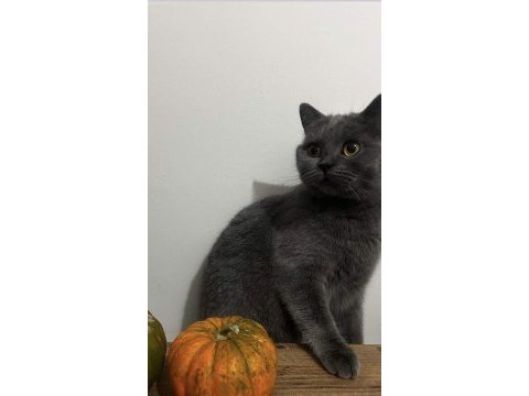 British shorthair 3 aylık yavru kedimiz