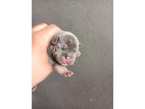 Egzotik french bulldog yavrular