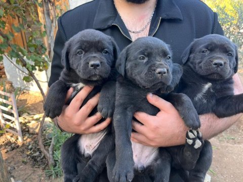 Cane corso köpekler