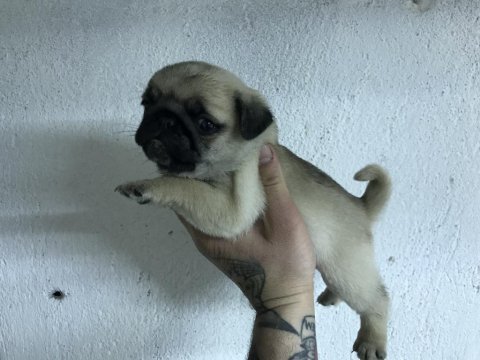 Yeni ailesini arayan kaliteli pug yavrular