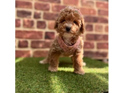 Safkan toy poodle yavrular