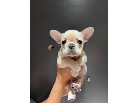 Black and tan platinum french bulldog yavrular