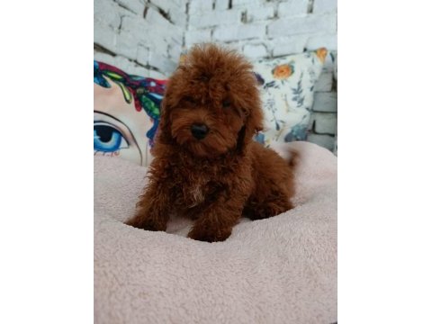 Toy poodle erkek yavrumuz