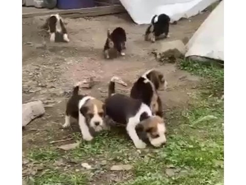 Beagle yavrular