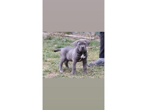 Cane corso köpekler