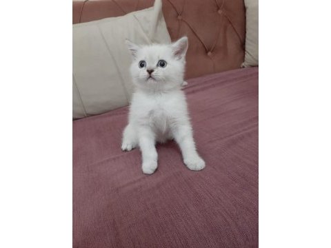 2 aylık british kediler beyaz