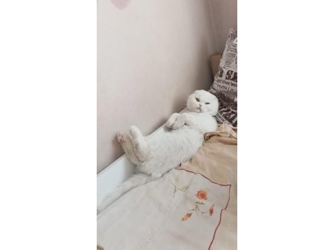 2 yaşında beyaz scottish fold