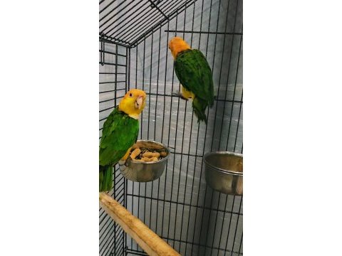 Egitimlik portakal kafa caique
