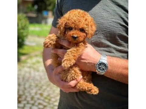 Köpeğimizi sahiplenmek istiyoruz