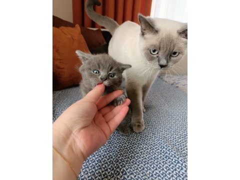 British longhair yavrular