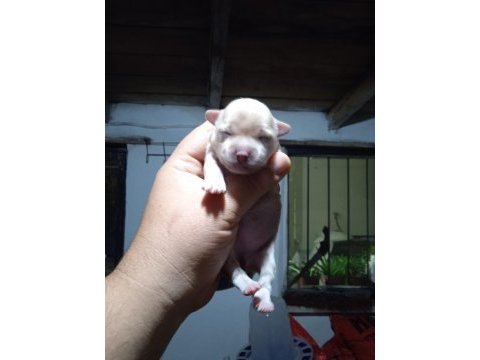 Oporjinal anne ve babadan maltipo bebekler