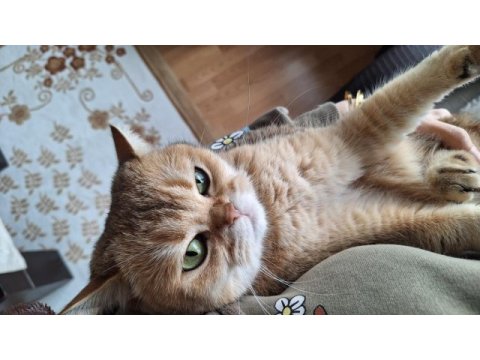 4 yaşında kısır dişi kedimi sahiplendiriyorum