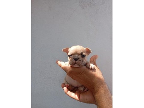 Meraklısına french bulldog