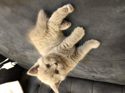 British shorthair lilac