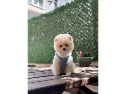 Üst kalite pomeranian boo