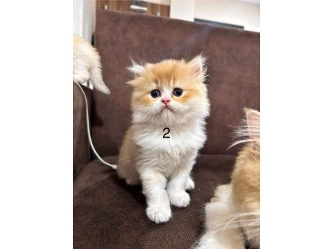 British longhair golden yavrular 50 günlük