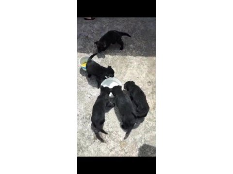 Black solid alman kurdu yavruları