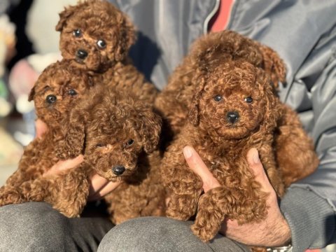 Wc eğitimli aşılı pasaportlu toy poodle yavrular