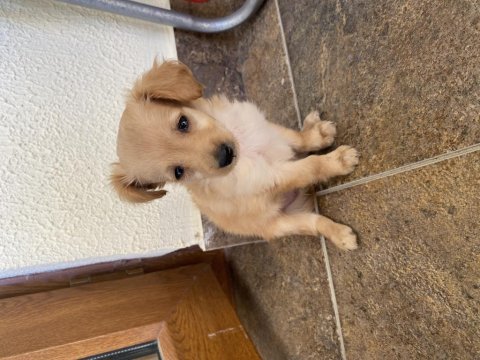 Çok acil bakamadığım için köpeğimi sahiplendiriyorum