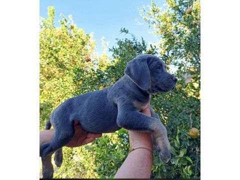 Cane corso yavrular ırk sağlık garantili
