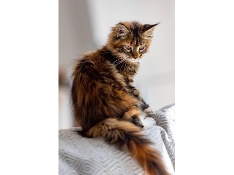 Nadir calico renk maine coon dişi