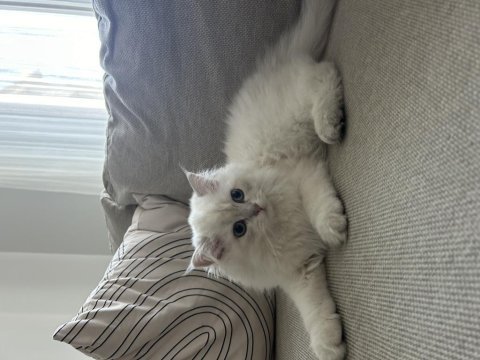 British longhair 3.5 aylık erkek