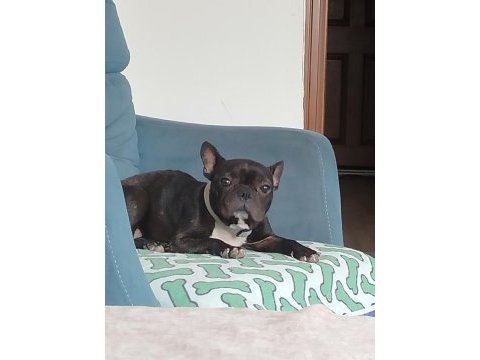 Eğitimli french buldog dişi