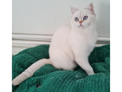 Scottish fold yavrular sahibinden