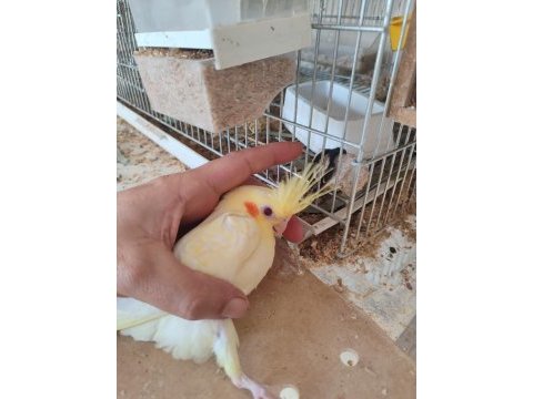 Özel olarak yetiştirildi ısırması yok elden