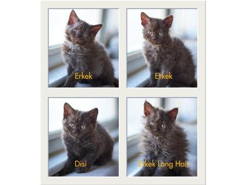 Çikolatalı kıvırcık british shorthair bebekler