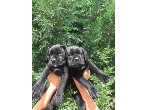 Cane corso yavrularımız