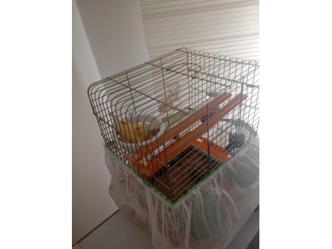 Kuluçkada yavru beren muayer çift portakal kanarya