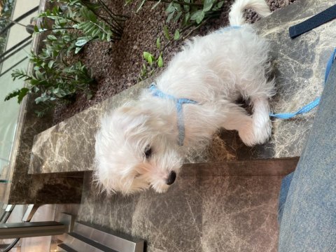Maltese terrier 3 aylık