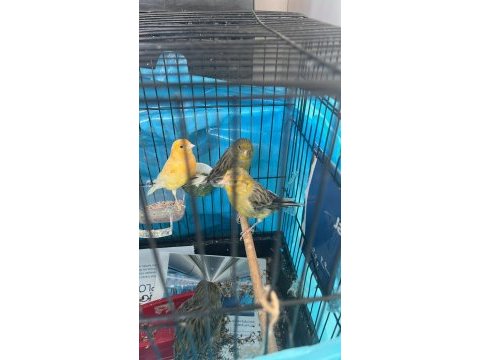 Erkek dişi bilezikli kanaryalar