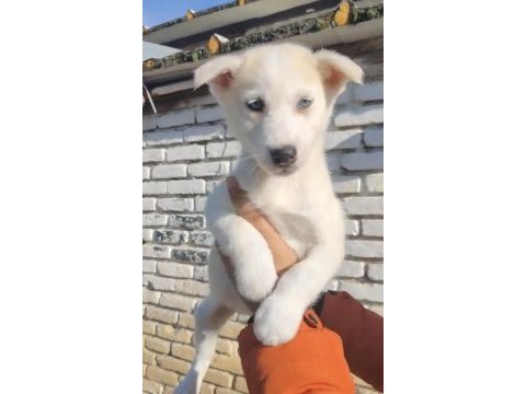 Maviş husky