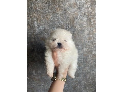 Minnoş pomeranian yavrularımız