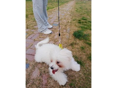 6 aylık erkek maltese terrier aşıları tam eğitimli