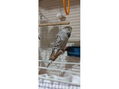 Show hazır dişi muhabbet kuşu