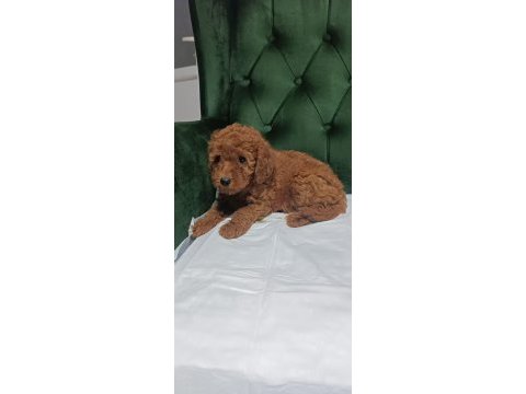 Lekesiz tek renk kıvır kıvır poodle