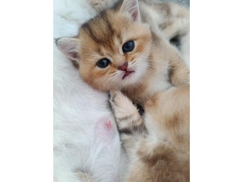 Muhteşem sevgi dolu british shorthair yavrular