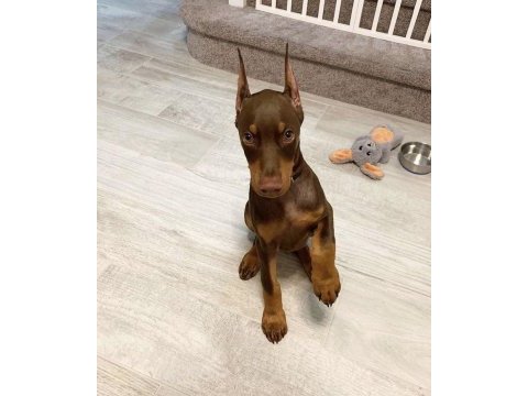 Scrli kızıl ve siyah aşılı orjinal estetikli dobermanlar